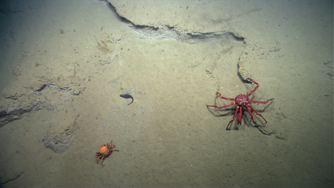 A large red lithodid crab, a smaller red crab (Chaceon quinquedens) anda small fish