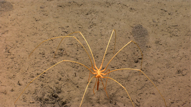 A pycnogonid crab on a sediment bottom with its proboscis extended downward