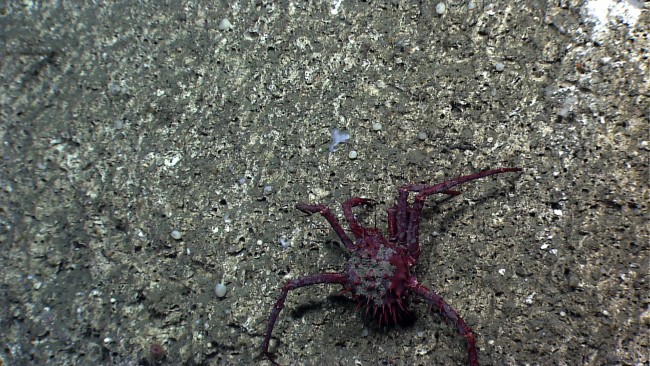 A large lithodid crab crawling along a rock wall