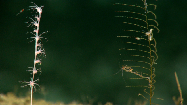 Skeleton shrimp, actually a type of amphipod, on a hydroid