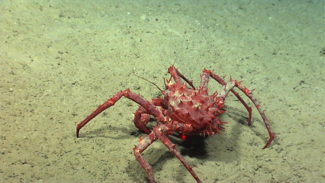 A large red lithodid crab crawling along a silty bottom