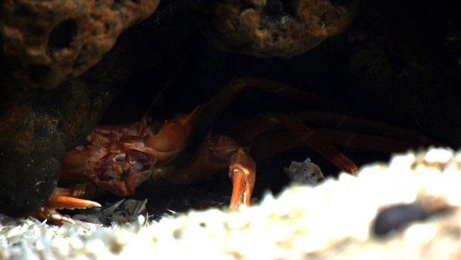 A red crab (Chaceon quinquedens) taking cover below a ledge