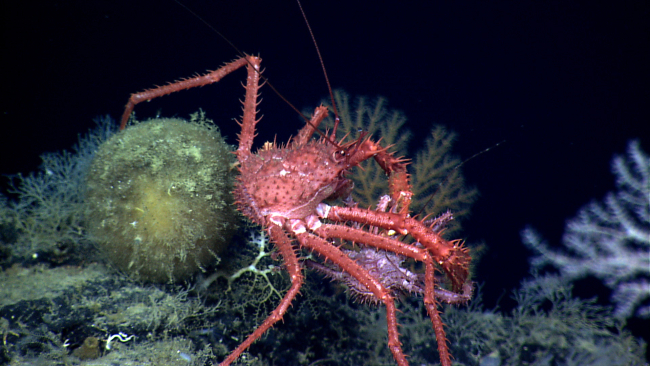 A large red lithodid crab appears to be attacking a smaller purplish lithodidcrab