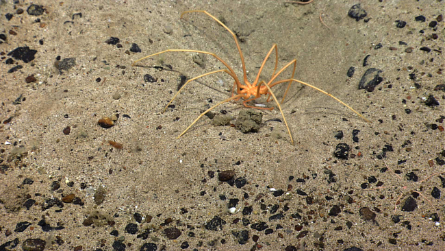A pycnogonid sea spider