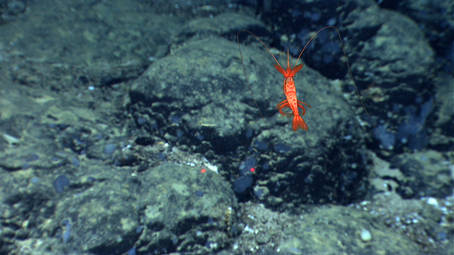 A red swimming shrimp over a boulder field