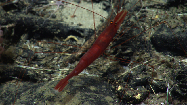 A large red shrimp with spindly legs and googly looking crossed eyes