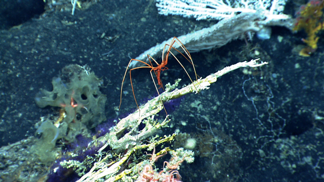 A pycnogonid sea spider crawling on what looks like a dead coral bush