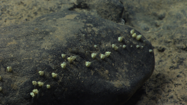 Small white barnacles with cirri extended on a rock outcrop