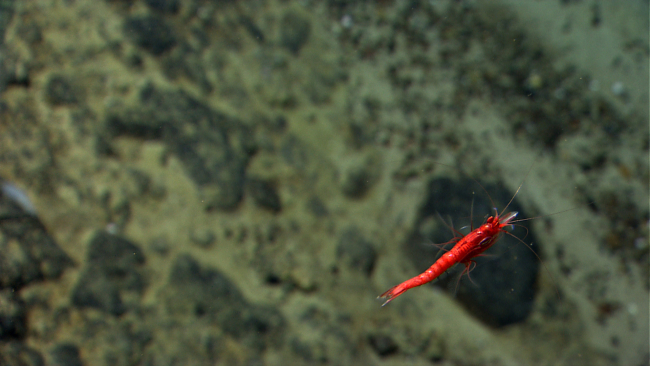 A red swimming shrimp