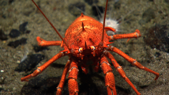 An orange squat lobster with white and orange eyes