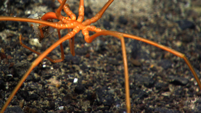 A pycnogonid sea spider eating something that it is holding with its proboscis
