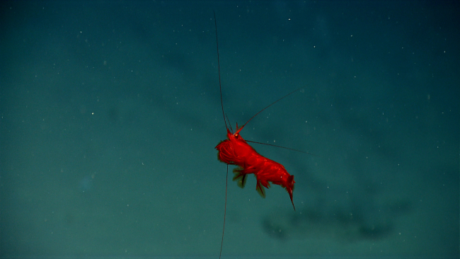 Appears to be a red mysid shrimp (Gnathophausia sp