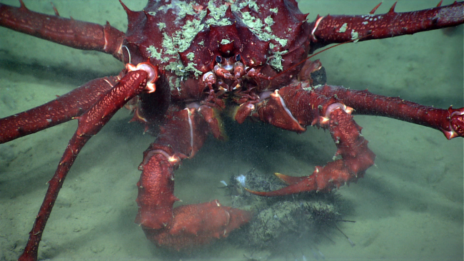 A large red lithodid crab feeding on a pancake urchin
