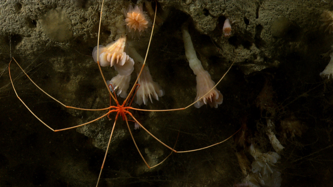 A pycnogonid sea spider on a vertical canyon wall crawling over cup corals