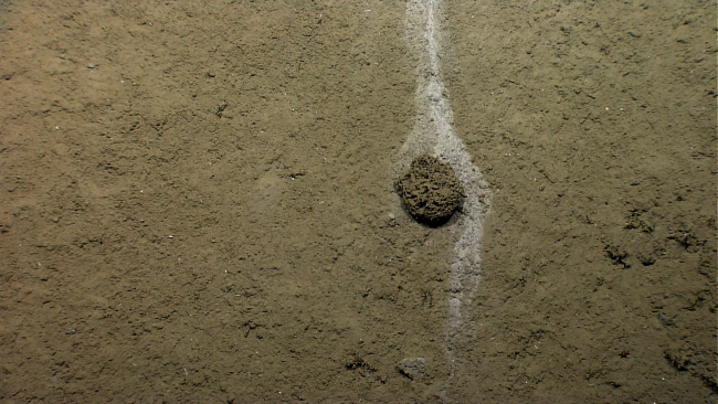 What has caused the odd sediment trail in the vicinity of this xenophyophore?