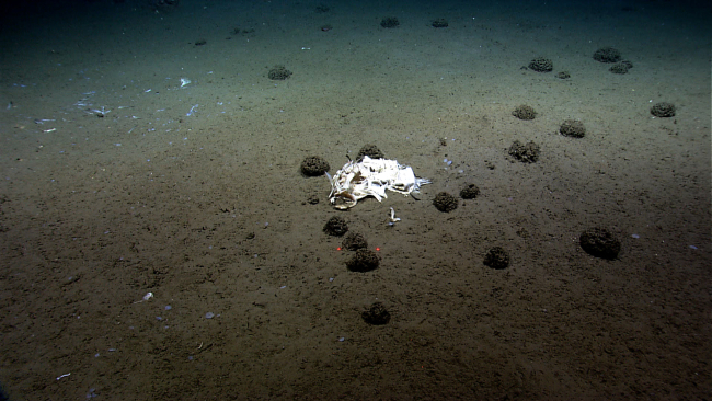 A field of xenophyophores near a large fish skeleton