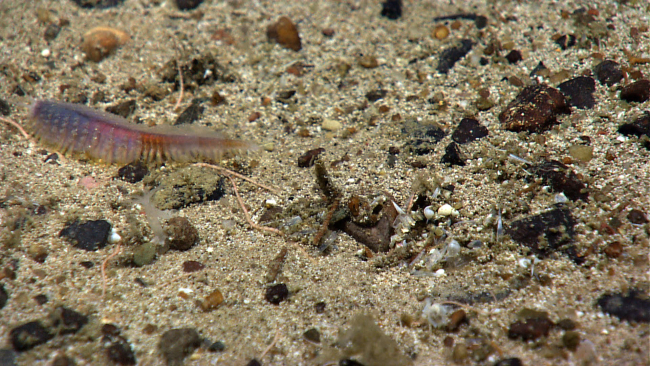 A bristle worm on a pebble and sand bottom