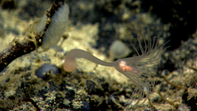 A hydroid waving in the current