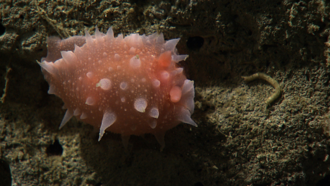 A fat pink knobby nudibranch?