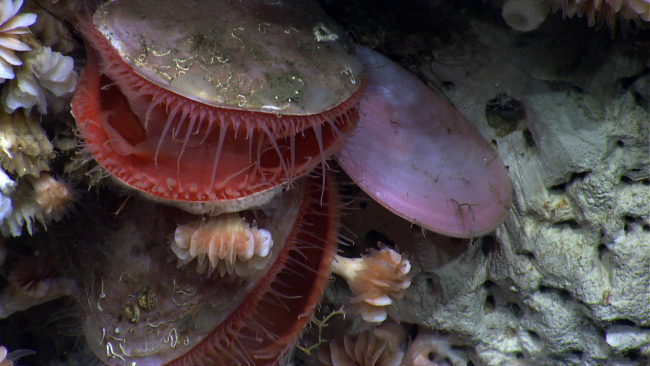 Huge acesta clams and cup corals on a canyon wall