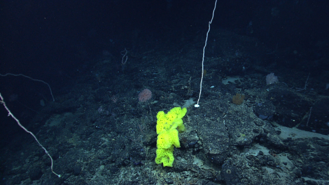 A large yellow sponge, a parasol coral, and a large dead bamboo whip coralskeleton