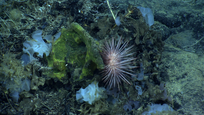 A large urchin amidst a yellow and white sponges