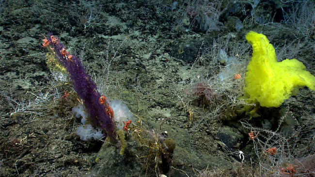 Small purple octocorals and zoanthids cover the skeleton of a dead coral bush