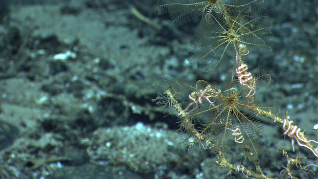 Light yellow feather star crinoids and pink brittle stars cling to a dead coralbush