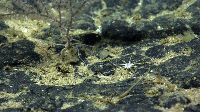 A white flat sea urchin on a black rock substrate