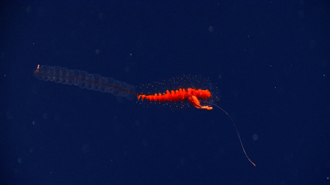 A colonial siphonophore seen in the water column