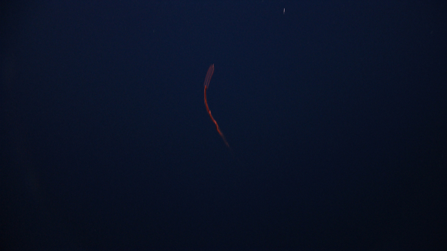 A red ctenophore