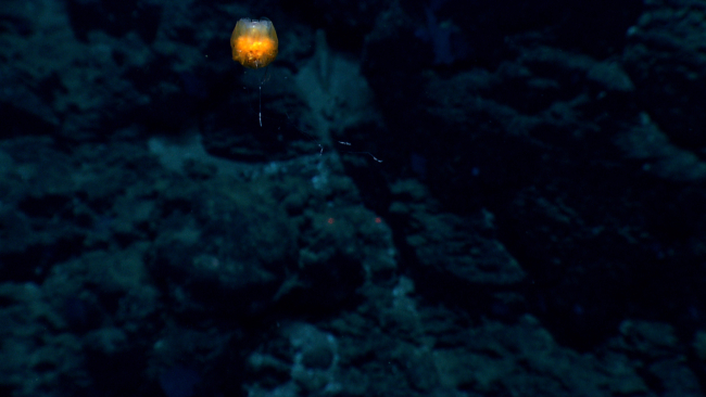 A benthic siphonophore looking somewhat like a goblet
