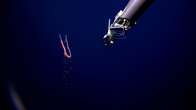 Deep Discoverer sampling arm approaching a siphonophore in the water column