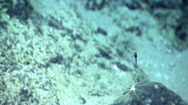 A small black jellyfish hovers over a white feather star crinoid