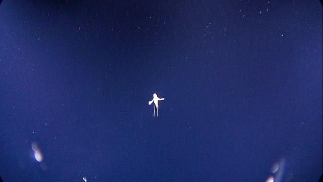 A merman dancing in the deep