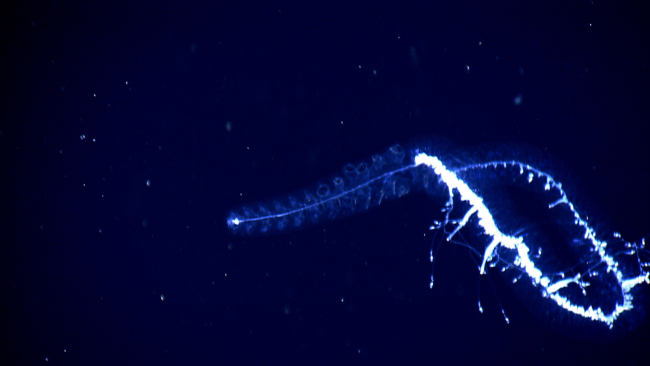 A siphonophore seen in the water column