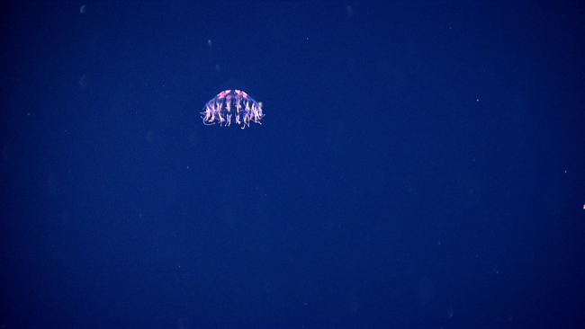 A jelly fish