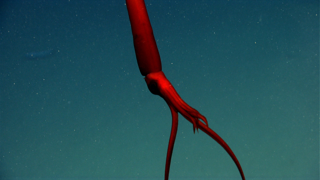 A whiplash squid (Mastigoteuthis sp
