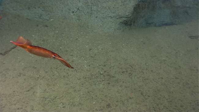 A copper-colored squid gliding by the camera