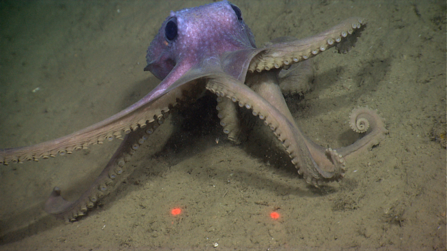 An octopus showing different postures