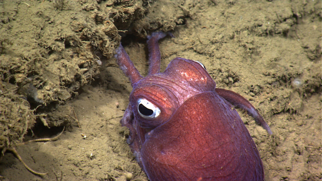 A bobtail squid