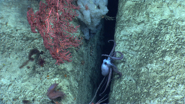 An octopus in a crevice in a canyon wall with a large white sponge, a largeParagorgia sp