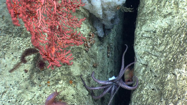 An octopus straddling a crevice in a canyon wall with a large white sponge,a large Paragorgia sp