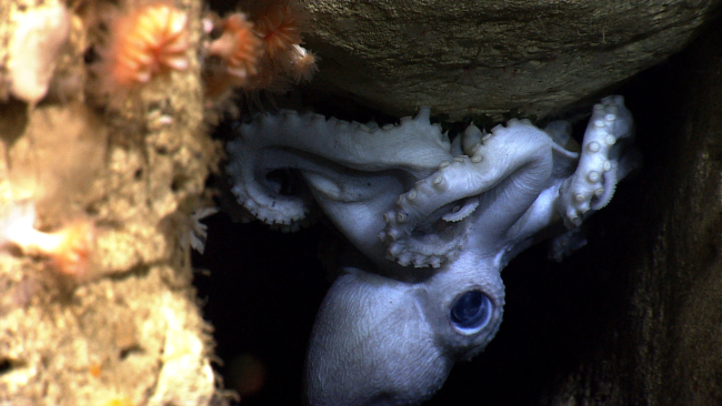 An octopus securing itself to the underside of a hole in a canyon wall