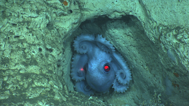 An octopus molding itself into a depression on a canyon wall