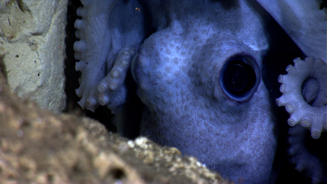 An octopus molding itself into a depression on a canyon wall