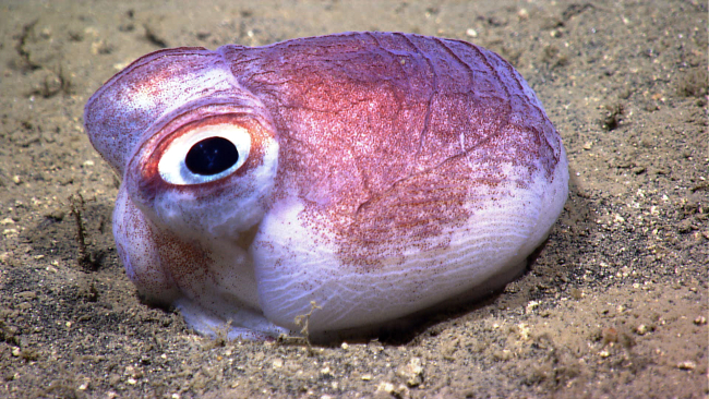A bobtail squid on a sandy bottom