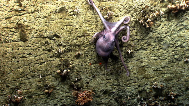 An octopus on a canyon wall
