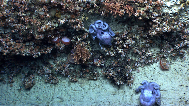 Two octopuses on a canyon wall