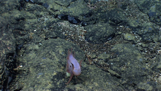 A dumbo octopus (Grimpoteuthis sp